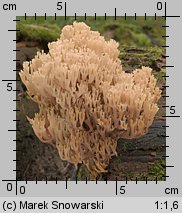 Artomyces pyxidatus (świecznica rozgałęziona)