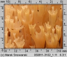 Artomyces pyxidatus (świecznica rozgałęziona)