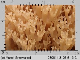 Artomyces pyxidatus (świecznica rozgałęziona)