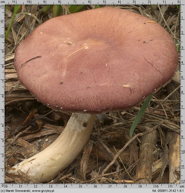 Stropharia rugosoannulata (pierścieniak uprawny)