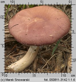 Stropharia rugosoannulata (pierścieniak uprawny)