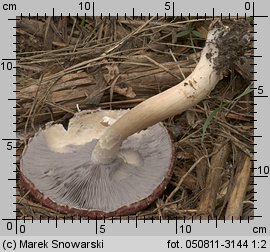 Stropharia rugosoannulata (pierścieniak uprawny)