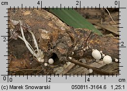 Coprinopsis urticicola