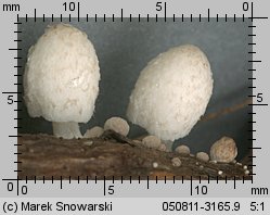 Coprinopsis urticicola