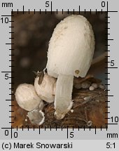 Coprinopsis urticicola