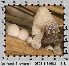 Coprinopsis urticicola