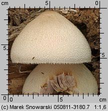 Volvariella bombycina (pochwiak jedwabnikowy)