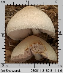 Volvariella bombycina (pochwiak jedwabnikowy)