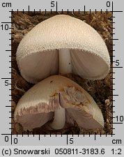 Volvariella bombycina (pochwiak jedwabnikowy)