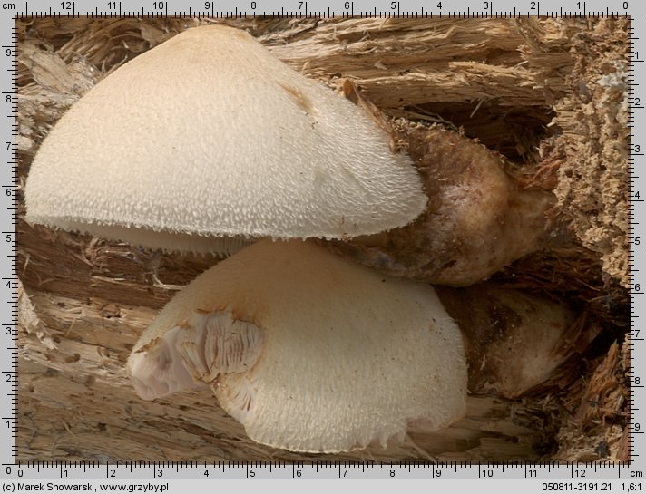 Volvariella bombycina (pochwiak jedwabnikowy)