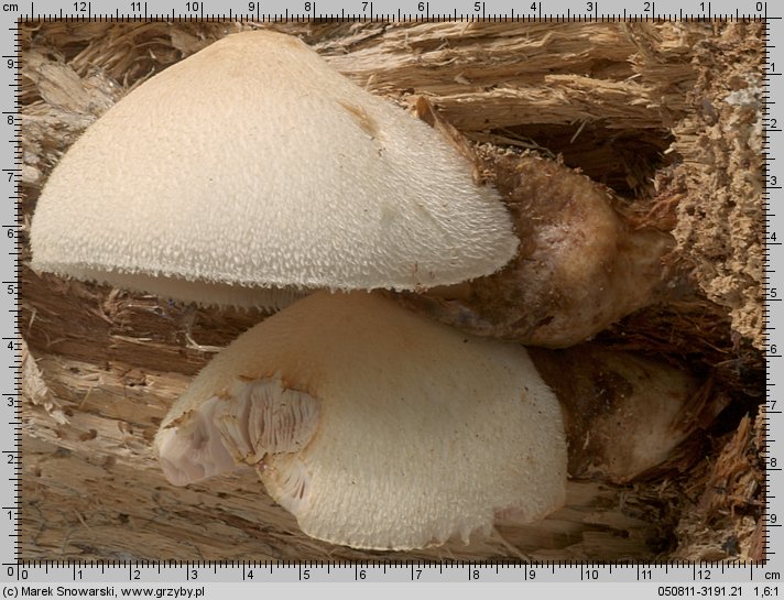 Volvariella bombycina (pochwiak jedwabnikowy)