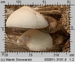 Volvariella bombycina (pochwiak jedwabnikowy)