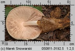 Volvariella bombycina (pochwiak jedwabnikowy)