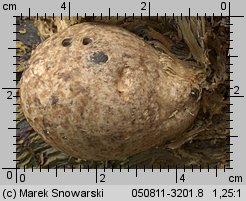 Volvariella bombycina (pochwiak jedwabnikowy)