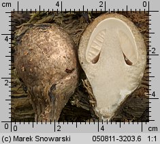 Volvariella bombycina (pochwiak jedwabnikowy)