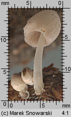 Coprinopsis urticicola