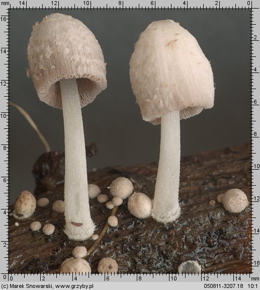 Coprinopsis urticicola