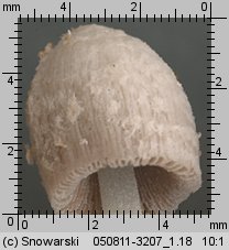 Coprinopsis urticicola