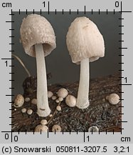 Coprinopsis urticicola