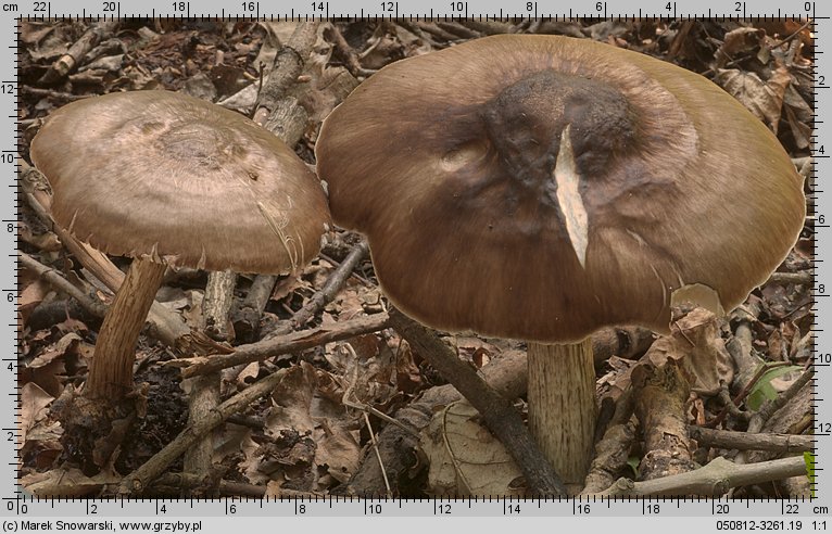 Pluteus cervinus (drobnołuszczak jeleni)