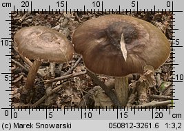 Pluteus cervinus (drobnołuszczak jeleni)