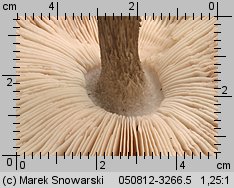 Pluteus cervinus (drobnołuszczak jeleni)