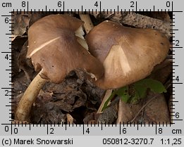 Pluteus cervinus (drobnołuszczak jeleni)