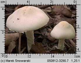 Unidentified-Agaricus-etc (niezidentyfikowane)