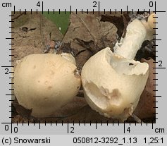 Unidentified-Agaricus-etc (niezidentyfikowane)