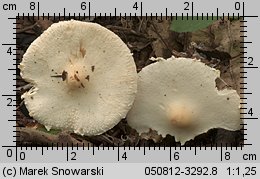 Unidentified-Agaricus-etc (niezidentyfikowane)