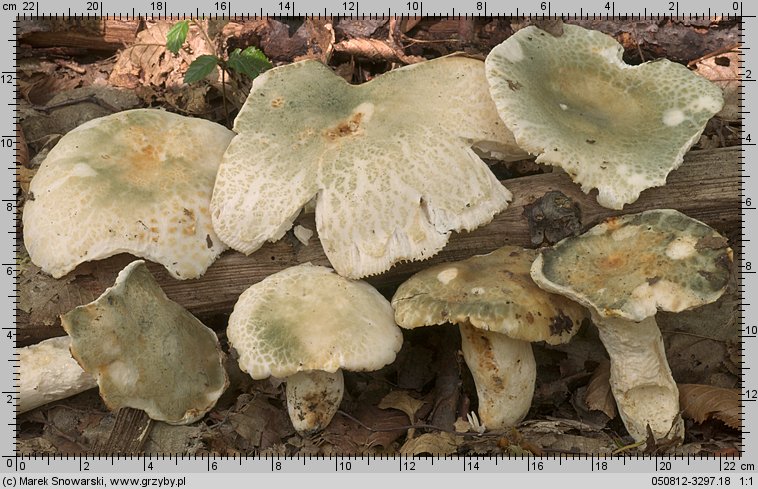 Russula virescens (gołąbek zielonawy)