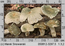 Russula virescens (gołąbek zielonawy)