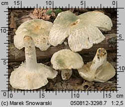 Russula virescens (gołąbek zielonawy)