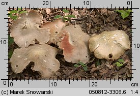 Unidentified-Entoloma