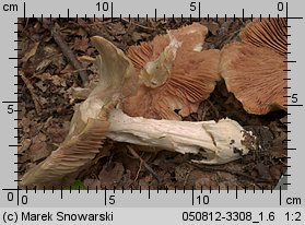 Unidentified-Entoloma