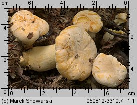 Cantharellus pallens (pieprznik blady)