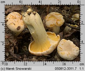 Cantharellus pallens (pieprznik blady)