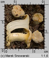 Cantharellus pallens (pieprznik blady)