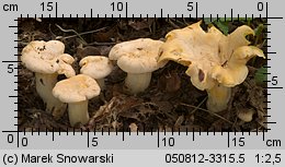 Cantharellus pallens (pieprznik blady)