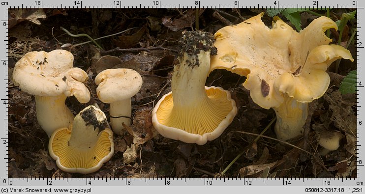 Cantharellus pallens (pieprznik blady)