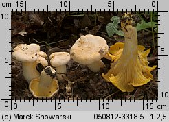 Cantharellus pallens (pieprznik blady)