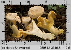 Cantharellus pallens (pieprznik blady)