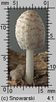 Coprinopsis urticicola