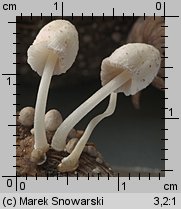 Coprinopsis urticicola