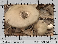 Unidentified-Entoloma