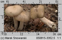 Unidentified-Entoloma