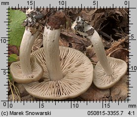 Unidentified-Entoloma