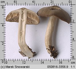 Unidentified-Entoloma