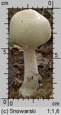 Agaricus silvicola (pieczarka bulwiasta)