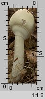 Agaricus silvicola (pieczarka bulwiasta)